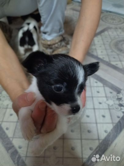 Щенки чихуахуа