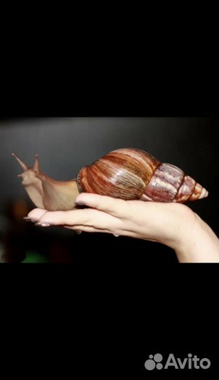 Улитки ахатины бесплатно