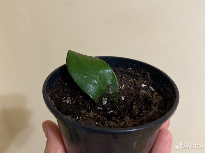 Антуриум долларовое дерево