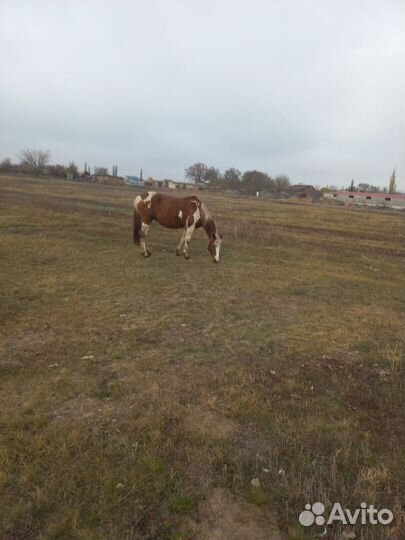 Лошадь