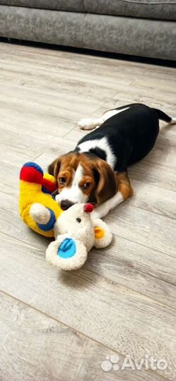 Бигль вязка