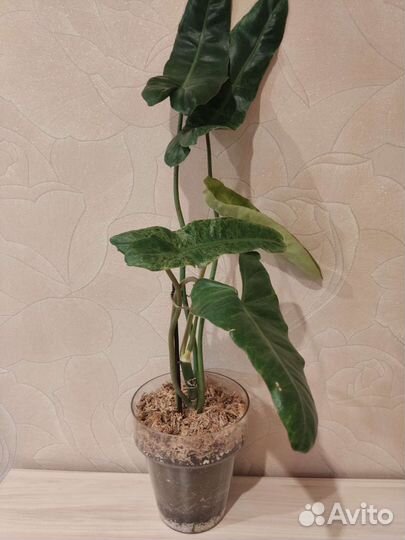 Редкие растения