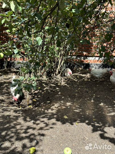 Куры молодки несушки 9-10 месяцев