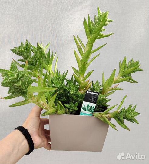 Алоэ настоящее (детки) и ювенна