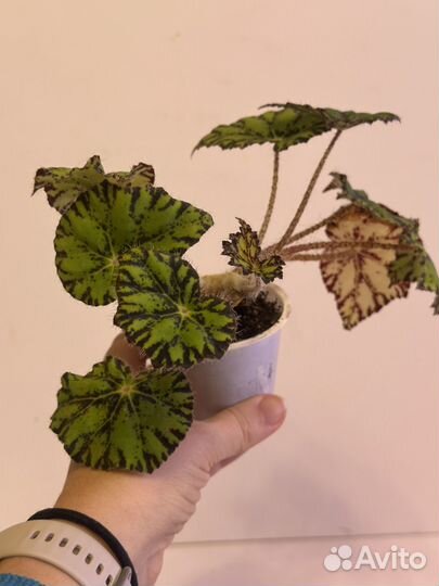 Бегония тигровая Бауэра