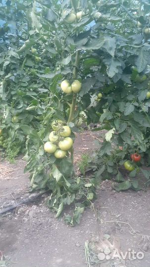 Семена профессиональных томатов