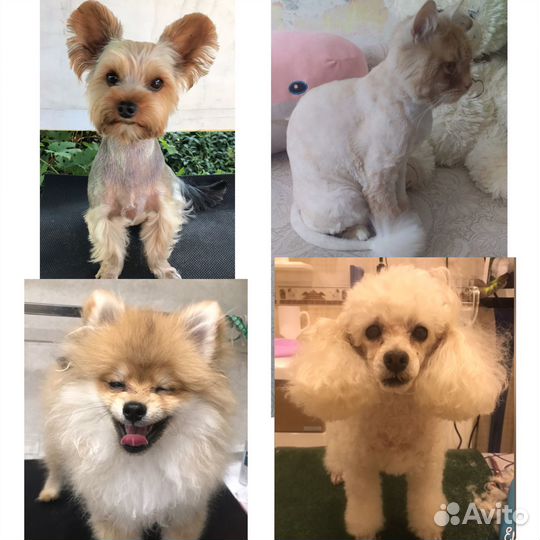 Стрижка кошек и собак. Ветврач. Читайте ниже