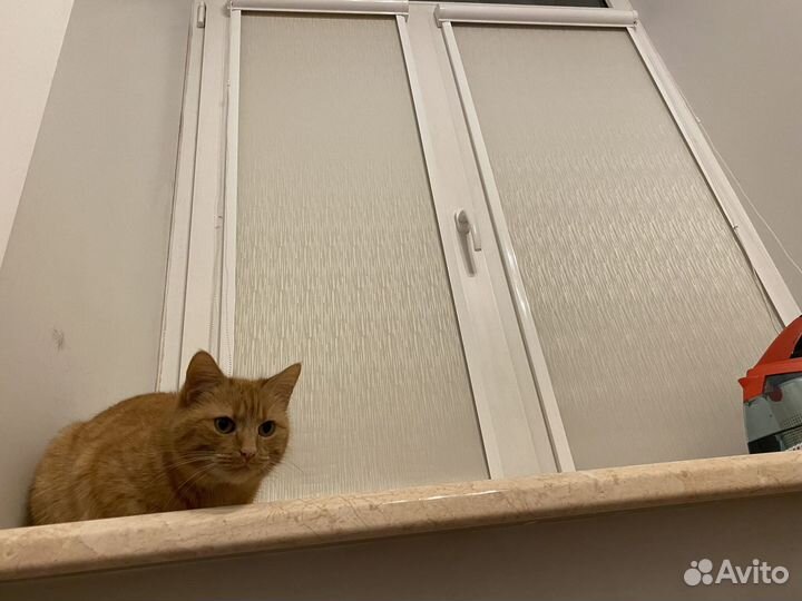 Рулонные шторы Blackout