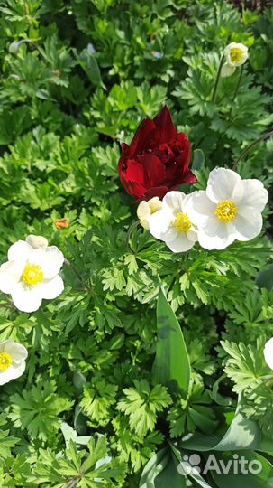 Ветренница (анемона лесная)