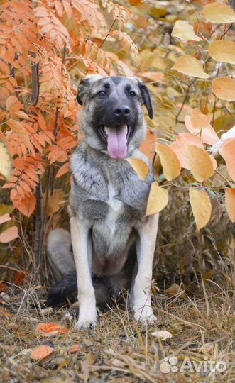 Скромная собака в дар