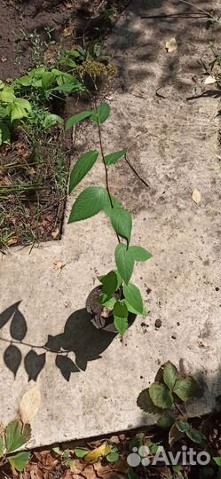 Спирея японская розовая саженцы