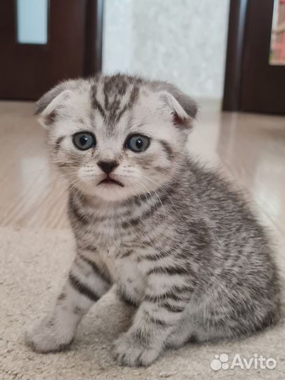 Британский котик