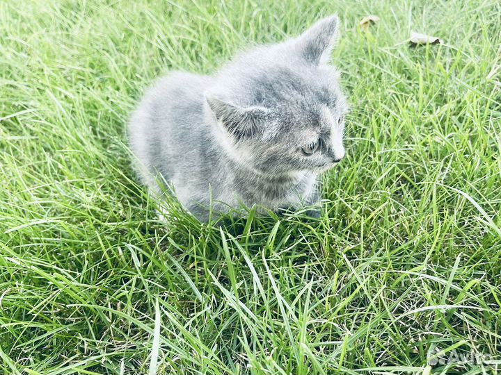 Котенок в дар