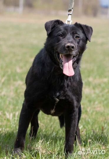 Метис лабрадора Кармен в добрые руки