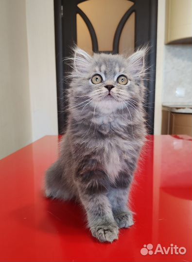 Котенок хайленд страйт