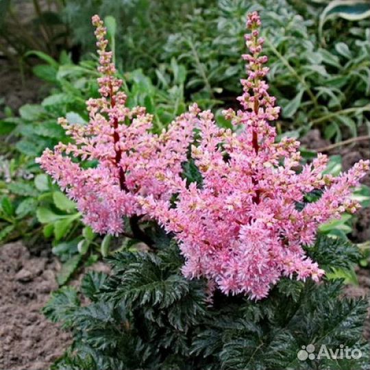 Редкие растения для сада