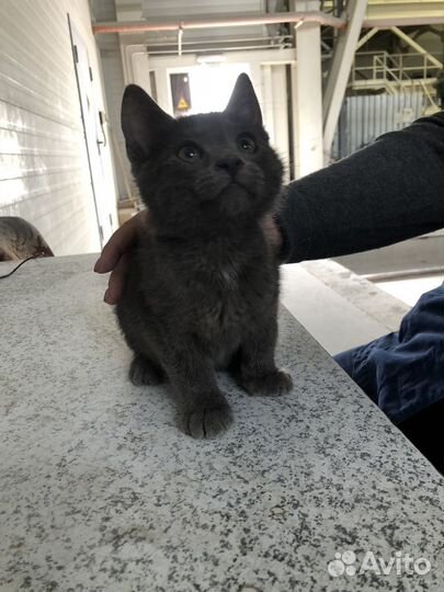 Кошки