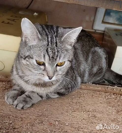 Кошка Шотландская девочка