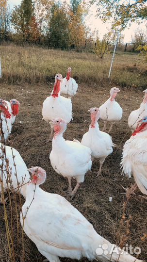 Мясо домашней индейки