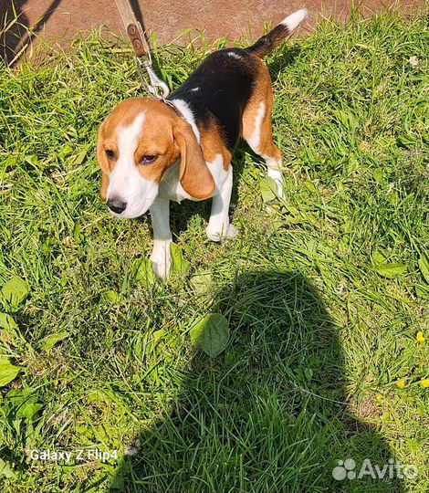 Щенки бигль