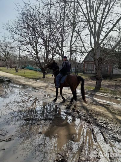 Жеребец обученный