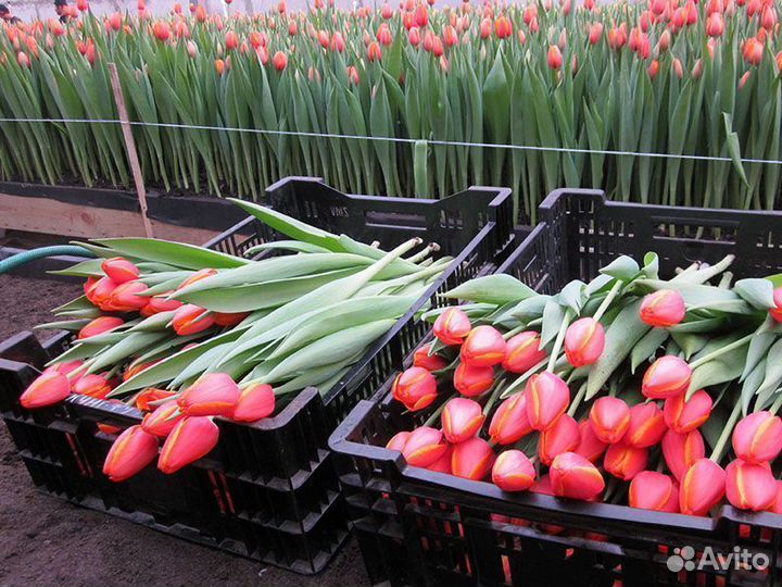 Инвестиции в тепличный комплекс. Высокий доход