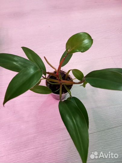 Филодендрон, эпипремнум, сциндапсус, сингониум