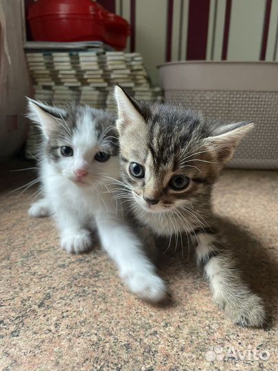Отдам котят в хорошие руки