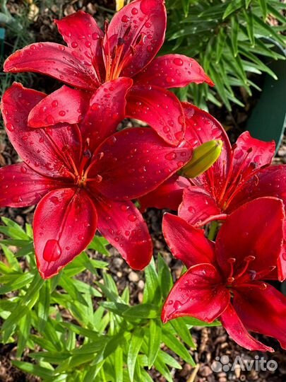 Лилии зимостойкие