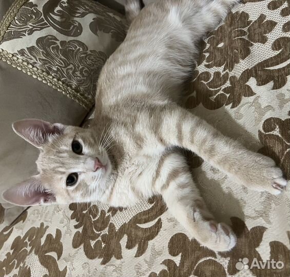 Котята в добрые руки приучены к лотку
