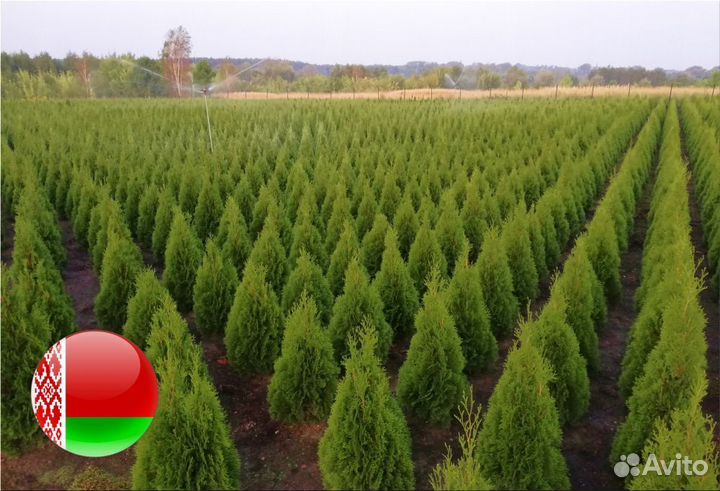 Туя Брабант 1,5 м