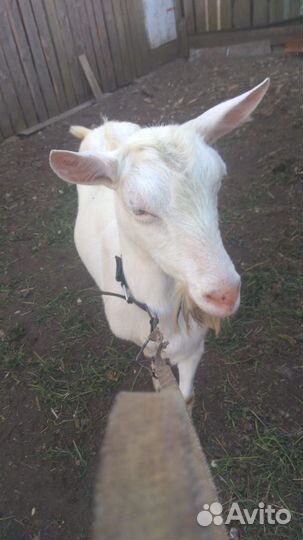 Коза дойная