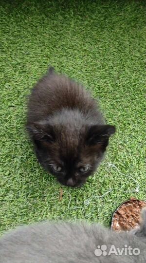 Маленькие котята