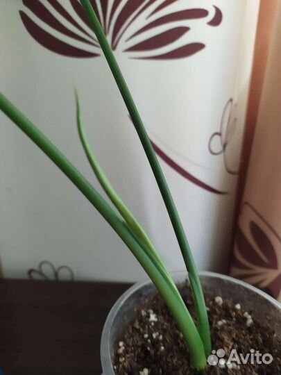 Сингониум моттлед. Филодендрон Бурле макс. Плющ