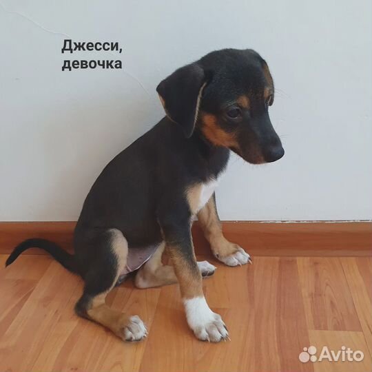 Отдам даром бесплатно щенки