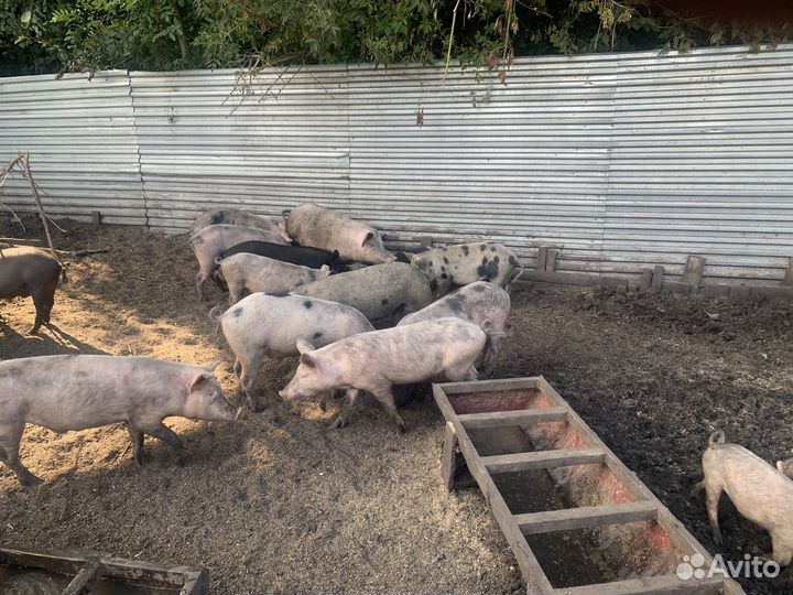 Продаю свиней