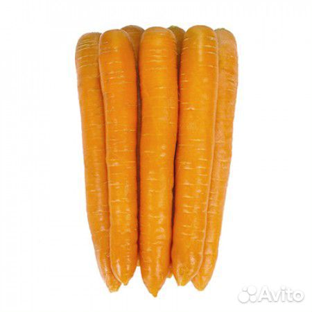 Семена Моркови 