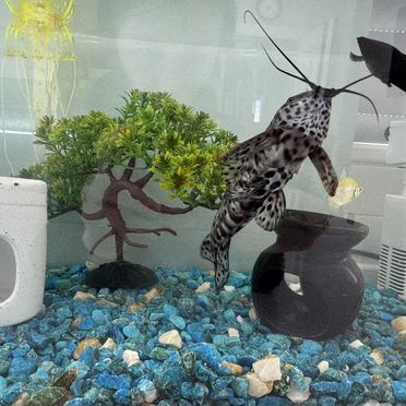 Аквариум с рыбками и всеми атрибутами