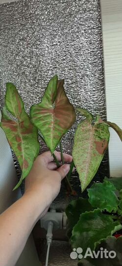 Сингониумы сортовые