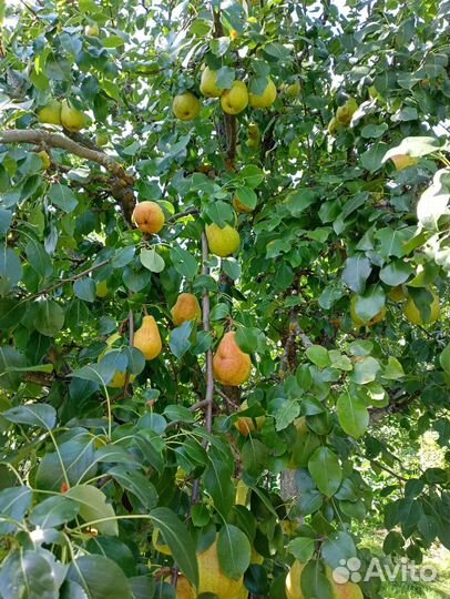 Груши сорт Краса Севера и Рогнеда