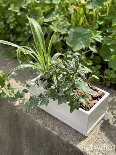 Растения, кактусы, суккуленты, композиции