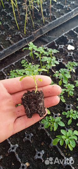 Торфяной субстрат