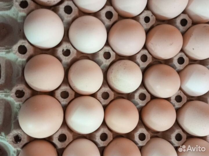 Куринное и гусиное яйцо на инкубацию