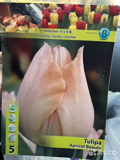 Луковицы тюльпанов в ассортименте