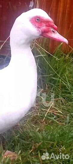 Селезень 5.5 кг