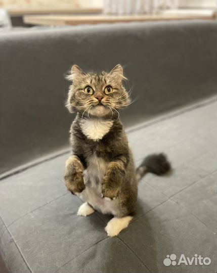 Кошка пушистая