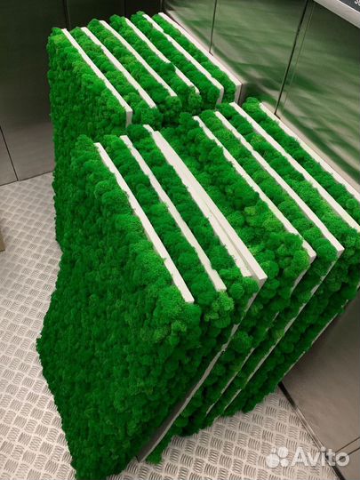 Мох Стабилизированный ягель, кочка, пласт, панно