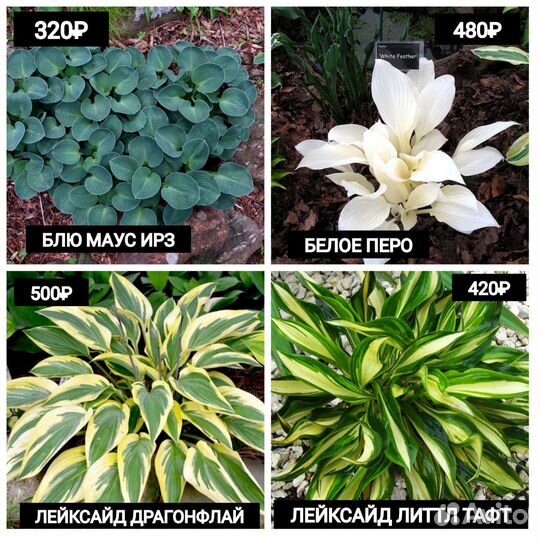 Садовые многолетники: Хосты, саженцы в пакетах