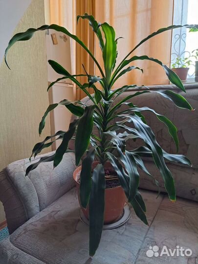 Цветы для дома и офиса