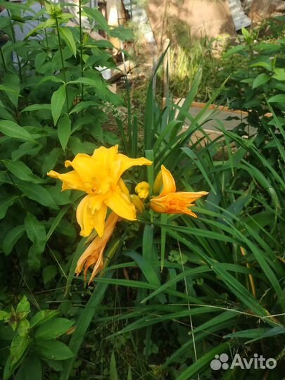 Продать растения